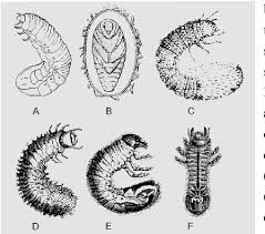 Attēlu rezultāti vaicājumam “Liocola lugubris”