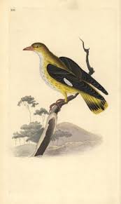 Attēlu rezultāti vaicājumam “Oriolus oriolus”