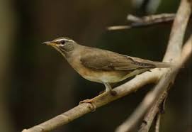 Image result for Turdus obscurus