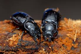 Attēlu rezultāti vaicājumam “Ceruchus chrysomelinus”