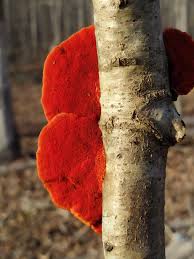 Attēlu rezultāti vaicājumam “Pycnoporus cinnabarinus”