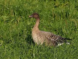 Attēlu rezultāti vaicājumam “Anser brachyrhynchus adult”