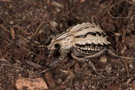 Image result for Brachycerus undatus