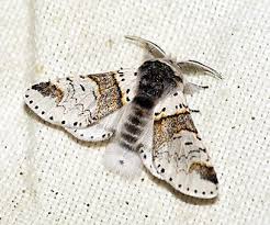 Attēlu rezultāti vaicājumam “Platytes alpinella”