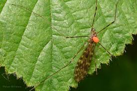 Attēlu rezultāti vaicājumam “Limoniidae”