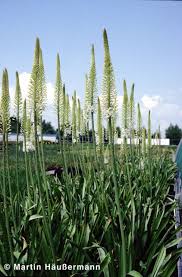 Image result for Steppenkerze