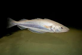 Image result for Merlangius merlangus