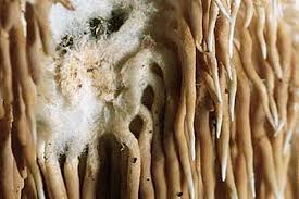 Attēlu rezultāti vaicājumam “Hydnocristella himantia”