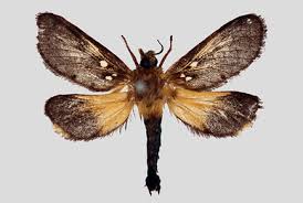 Attēlu rezultāti vaicājumam “Hepialidae”