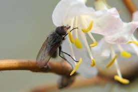 Attēlu rezultāti vaicājumam “Collaria rubens”