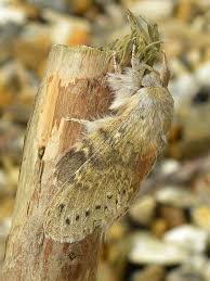 Attēlu rezultāti vaicājumam “Stauropus fagi”