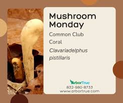 Attēlu rezultāti vaicājumam “Clavariadelphus pistillaris”