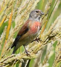Attēlu rezultāti vaicājumam “Carduelis cannabina”