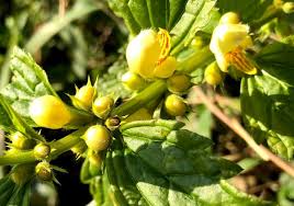 Attēlu rezultāti vaicājumam “Lamiastrum galeobdolon bud”