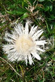 Image result for Silberdistel