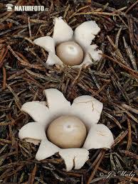 Attēlu rezultāti vaicājumam “Geastrum fimbriatum”