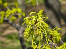Attēlu rezultāti vaicājumam “Quercus robur male flower”