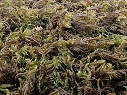 Attēlu rezultāti vaicājumam “Isothecium myosuroides sporophyte”