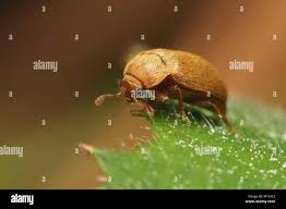 Attēlu rezultāti vaicājumam “Byturus tomentosus”