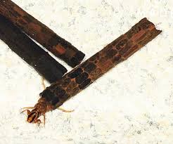 Attēlu rezultāti vaicājumam “Phryganeidae”