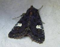 Attēlu rezultāti vaicājumam “Melanchra persicariae”