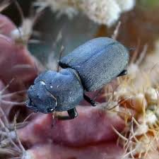 Attēlu rezultāti vaicājumam “Dorcus parallelopipedus”