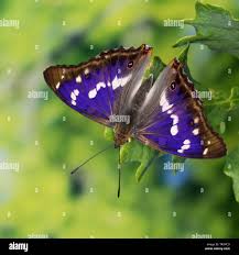 Attēlu rezultāti vaicājumam “Apatura iris male”