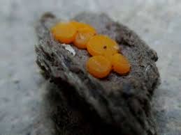 Attēlu rezultāti vaicājumam “Miladina lecithina”