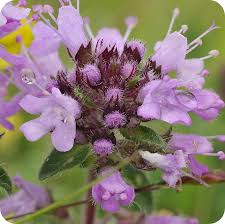 Attēlu rezultāti vaicājumam “Thymus serpyllum flower”
