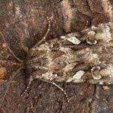 Attēlu rezultāti vaicājumam “Cryptocala chardinyi”