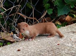 Attēlu rezultāti vaicājumam “Mustela nivalis adult”