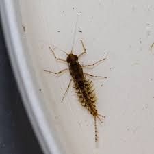 Attēlu rezultāti vaicājumam “Siphlonurus male”