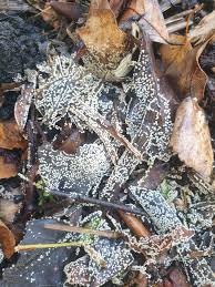 Attēlu rezultāti vaicājumam “Trichia varia young”