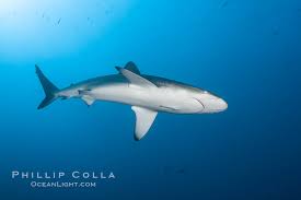 Image result for Carcharhinus galapagensis
