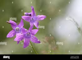 Attēlu rezultāti vaicājumam “Campanula patula flower”