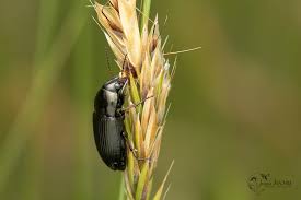 Attēlu rezultāti vaicājumam “Amara sp.”