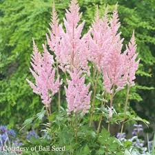 Attēlu rezultāti vaicājumam “Astilbe chinensis”