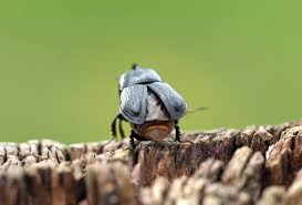 Attēlu rezultāti vaicājumam “Sinodendron cylindricum male”