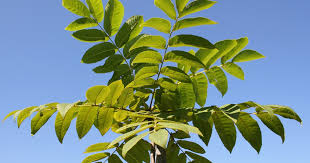 Attēlu rezultāti vaicājumam “Juglans mandshurica leaf”