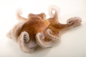 Image result for Octopus vulgaris