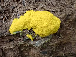 Attēlu rezultāti vaicājumam “Fuligo septica var. candida macro”