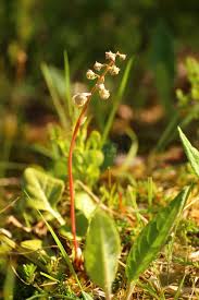 Attēlu rezultāti vaicājumam “Pyrola media”