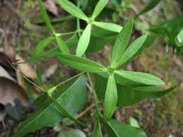 Attēlu rezultāti vaicājumam “Thesium ebracteatum leaf”