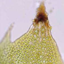 Attēlu rezultāti vaicājumam “Tritomaria exsectiformis”