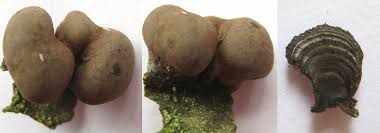 Attēlu rezultāti vaicājumam “Daldinia concentrica”