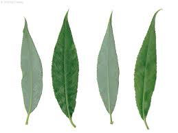 Attēlu rezultāti vaicājumam “Salix fragilis”