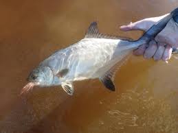 Image result for Lichia amia