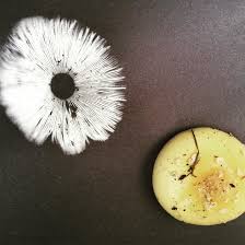 Attēlu rezultāti vaicājumam “Diachea muscorum spores”