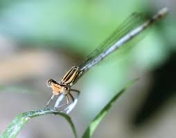 Attēlu rezultāti vaicājumam “Platycnemis pennipes male”