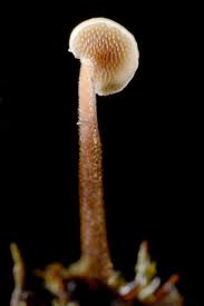 Attēlu rezultāti vaicājumam “Auriscalpium vulgare”